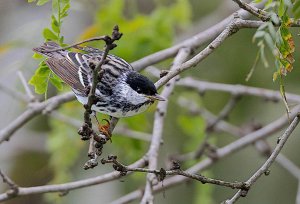 Blackpoll Warbler Male