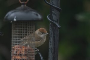 09-02-2024 Female Blackcap.jpg