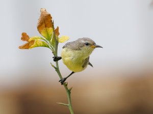 Nile Valley sunbird