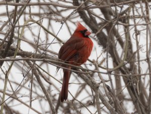Cardinal at Simpson Lake Feb 2024 2.jpg
