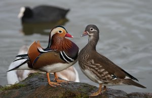 pair Mandarin ducks