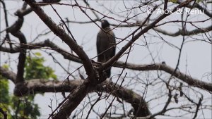 Himalayas-778 : Crested Serpent Eagles : calling  at Corbett : Amazing Wildlife of India by Renu Tewari & Alok Tewari