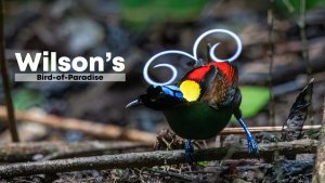 Wilson's Bird-of-Paradise