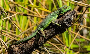 Plumed Basilisk Lizard Female