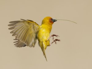 Ruppell's weaver