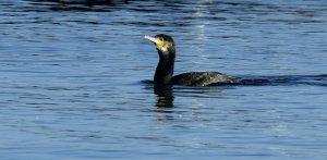 swimming cormorant resized2.jpg