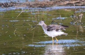 Greater Yellowlegs