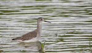 Lesser Yellowlegs