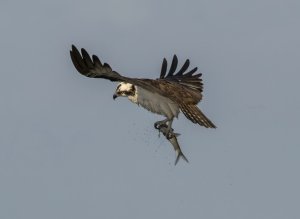 Osprey with the prize
