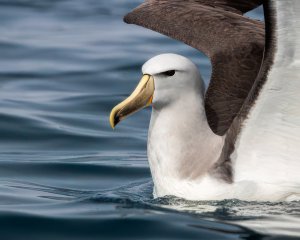 Salvin's Albatross