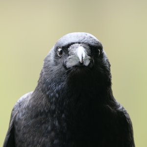 Carrion Crow.JPG