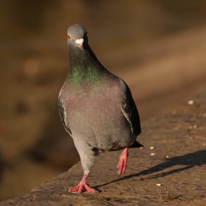 Freal Pigeon.JPG