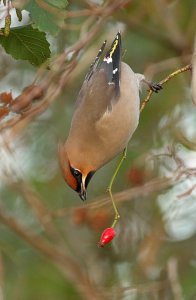 Head down....Bohemian waxwing