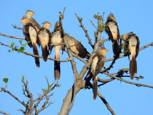 cuckoo gang (Guira Cuckoo)