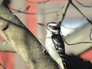 Woodpecker sighted foraging during start of sunny day in NJ.