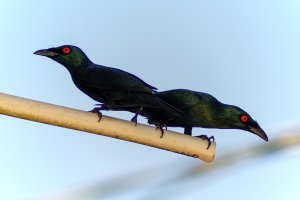 Asian Glossy Starling