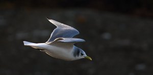 Black-legged kittiwake