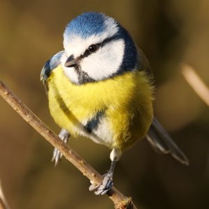 Bluetit1.JPG