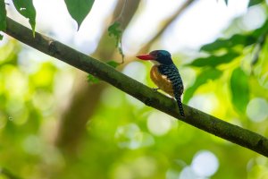 Banded Kingfisher