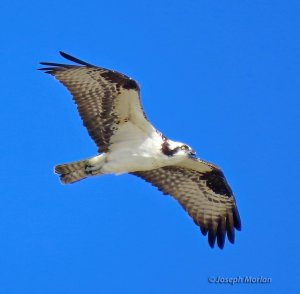 Osprey