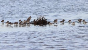 grey plovers and dunlins