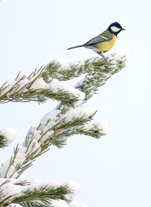 Great tit