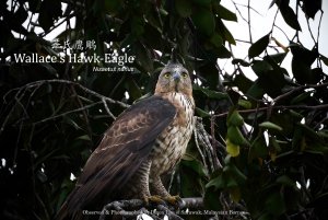 Wallace's Hawk-Eagle, Borneo