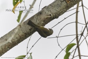 Malaysian Honeyguide, Borneo