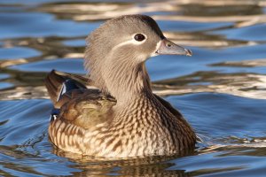 Mandarin Duck.JPG