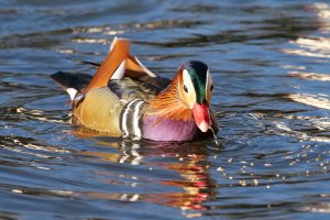 Mandarin Duck1.JPG