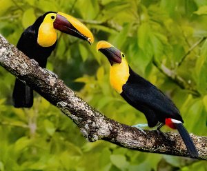 Yellow-throated Toucan Pair
