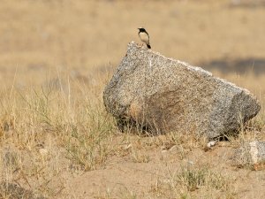 Desert wheatear