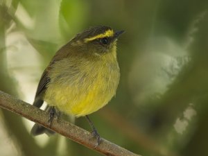 Yellow-bellied Chat-Tyrant