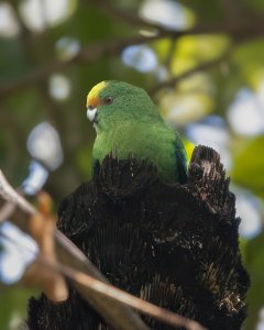 Yellow-crowned Parakeet