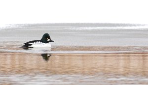 Common goldeneye