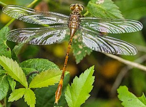 Narrow-striped Forceptail