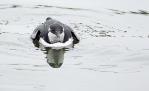 Common murre