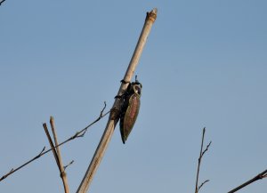 Euchroma gigantea (?)