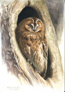 TAWNY-OWL-02-2024.jpg