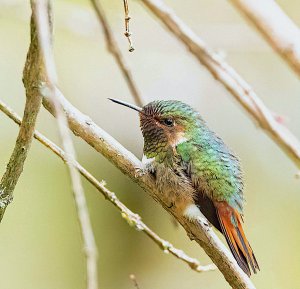 Scintillant Hummingbird, Male