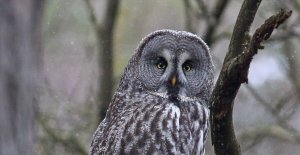 Great grey owl