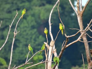 Dead tree... full of life.  (Peach-fronted Parakeet)