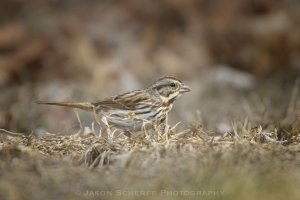 song sparrow on winter grass.jpg
