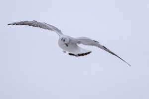 Black-headed Gull, first winter