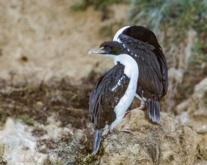 New Zealand King Shag