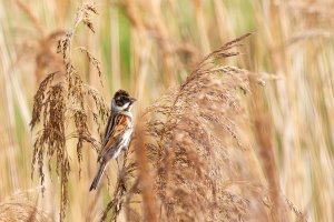 Reed Bunting