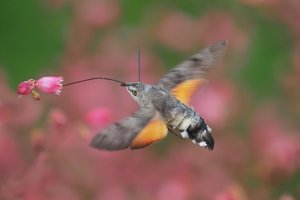 humming bird 10P7075193