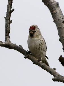 Arctic redpoll