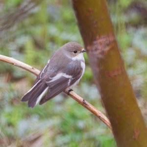 Female pied flycatcher