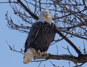 Eagle at Clarksville Feb 2024 3.jpg